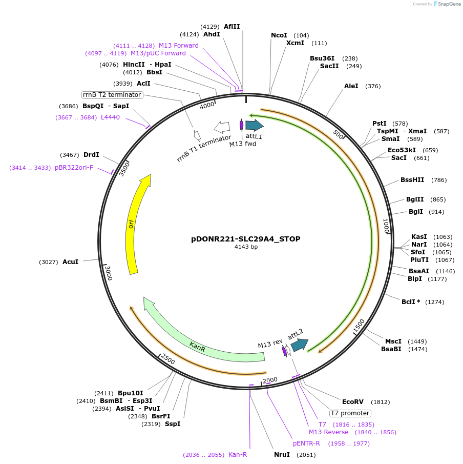 161281-plasmid-map-sequence-id-362130
