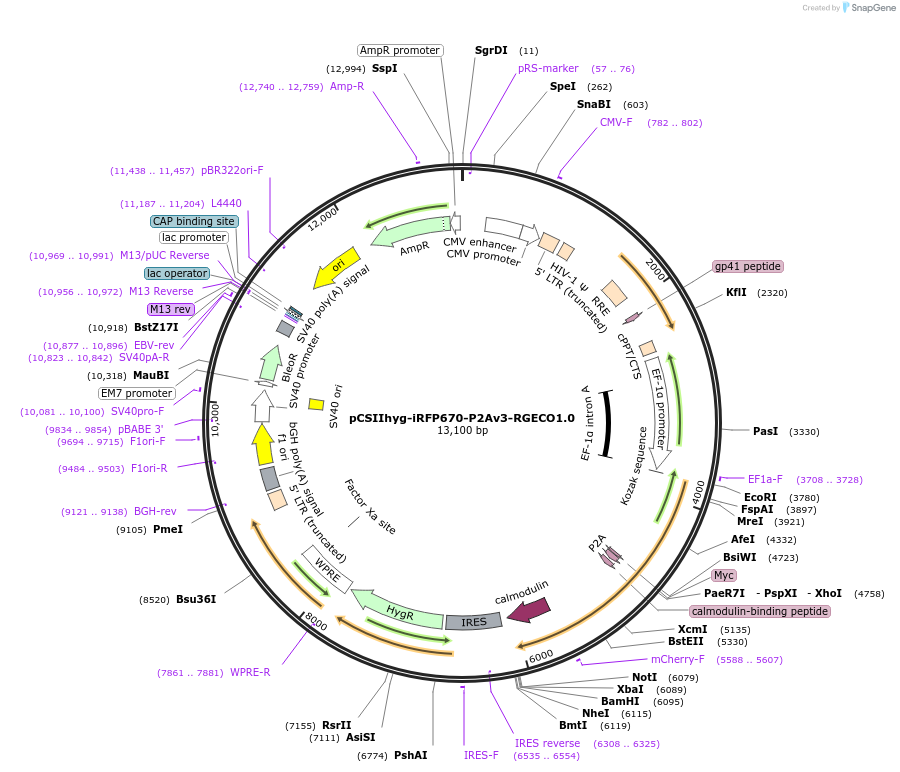 184713-plasmid-map-sequence-id-362149
