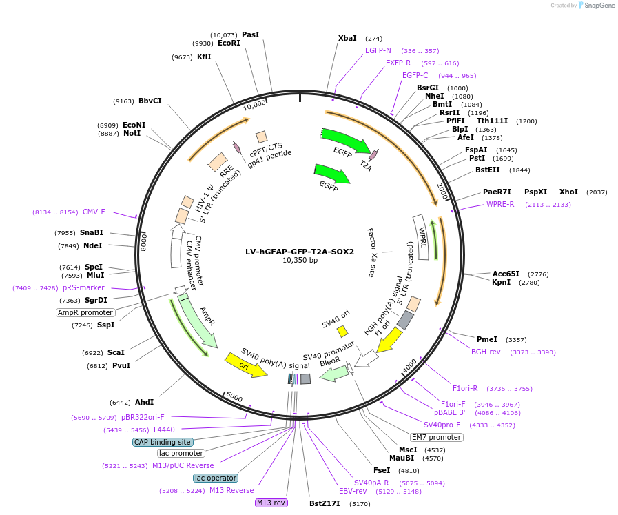 183908-plasmid-map-sequence-id-362150