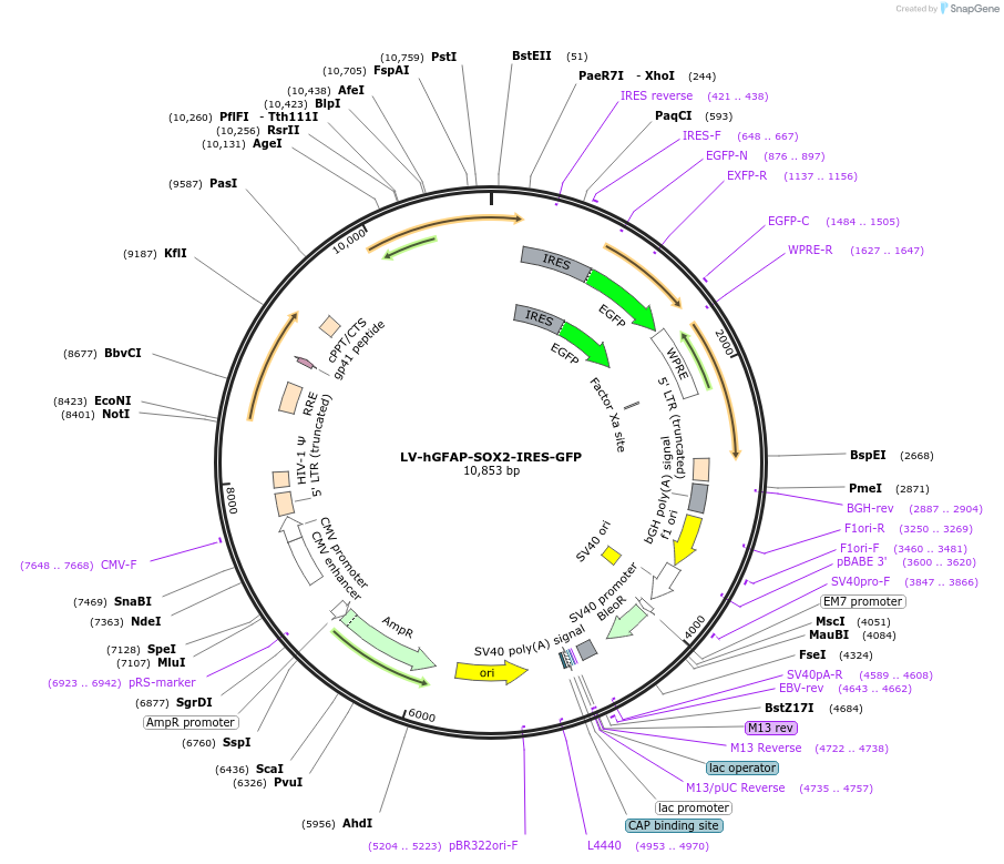 183909-plasmid-map-sequence-id-362153