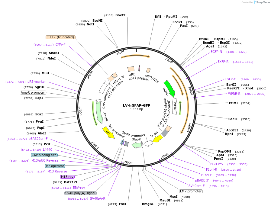 183906-plasmid-map-sequence-id-362155