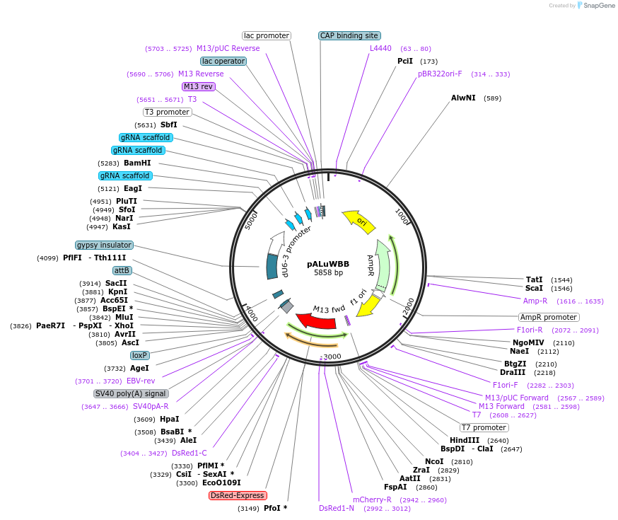 183202-plasmid-map-sequence-id-362157