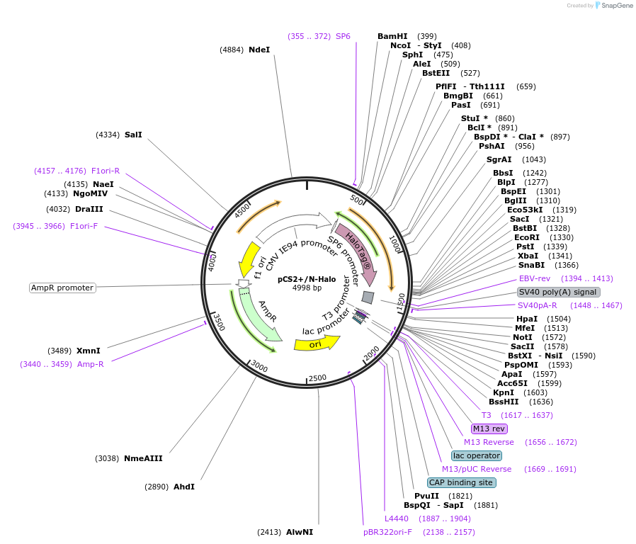 184417-plasmid-map-sequence-id-362159