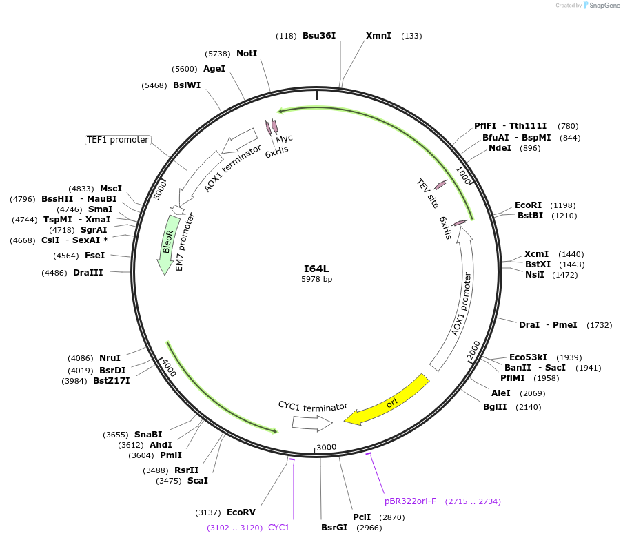 184321-plasmid-map-sequence-id-362187