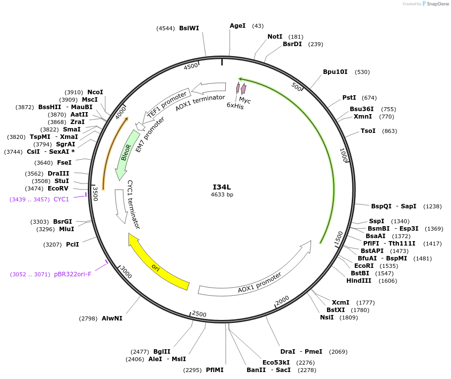184296-plasmid-map-sequence-id-362194
