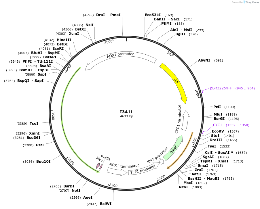 184313-plasmid-map-sequence-id-362199