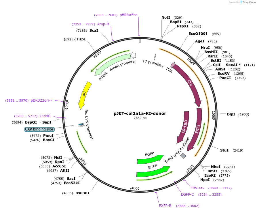 184876-plasmid-map-sequence-id-362292