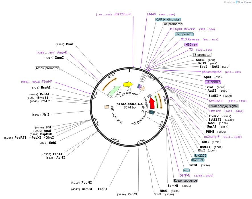 182156-plasmid-map-sequence-id-362297