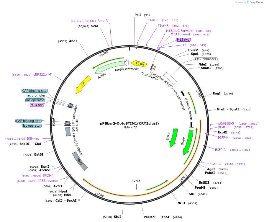 184715-plasmid-map-sequence-id-362301