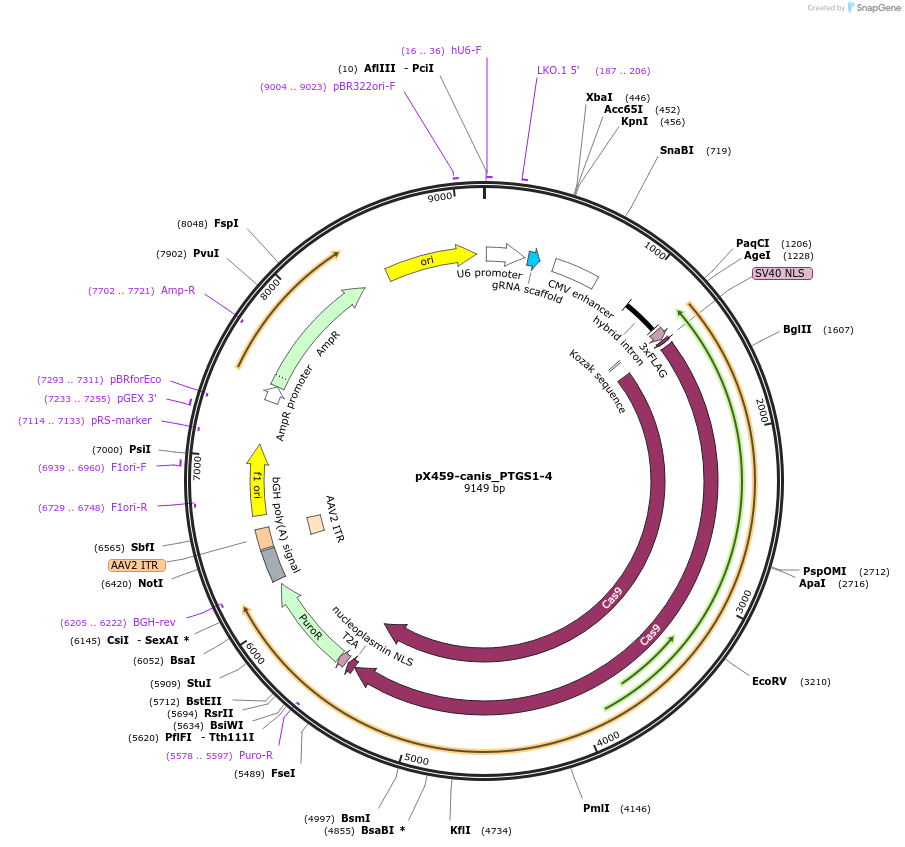 184728-plasmid-map-sequence-id-362307