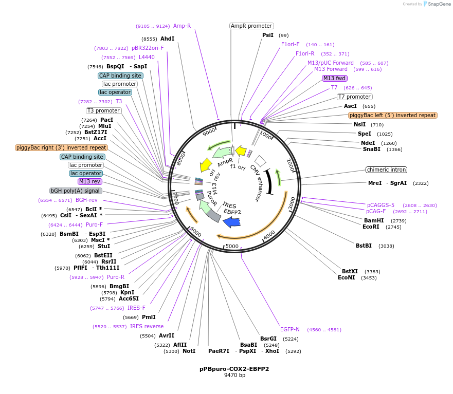 184720-plasmid-map-sequence-id-362308