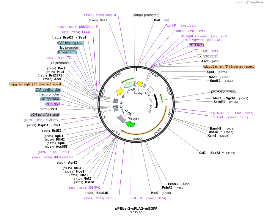184718-plasmid-map-sequence-id-362309