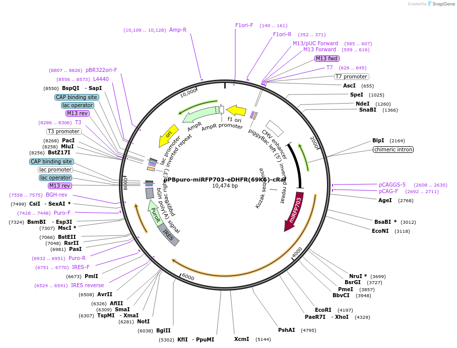 184717-plasmid-map-sequence-id-362338