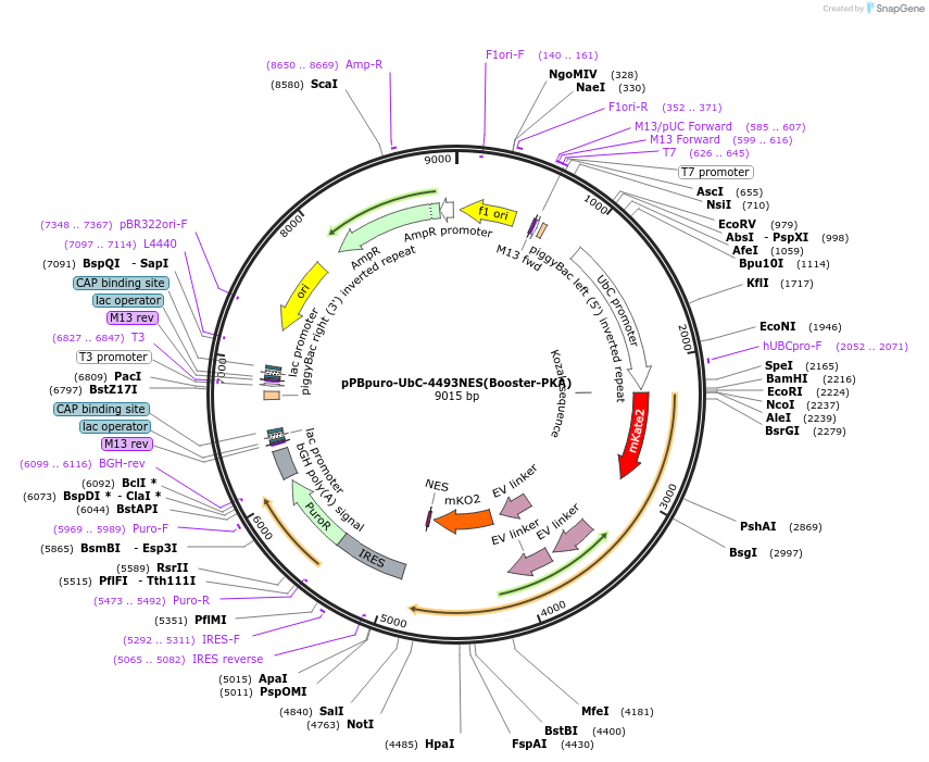 184711-plasmid-map-sequence-id-362349