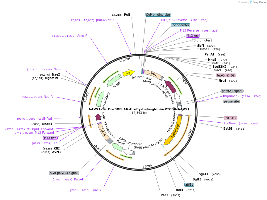 184397-plasmid-map-sequence-id-362358