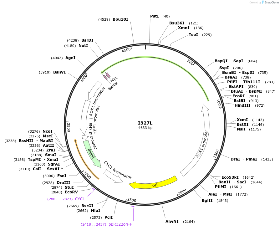 184311-plasmid-map-sequence-id-362379