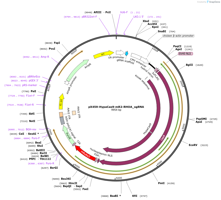 183877-plasmid-map-sequence-id-362410