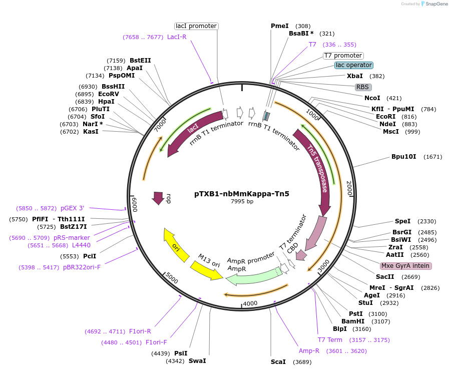 184286-plasmid-map-sequence-id-362411