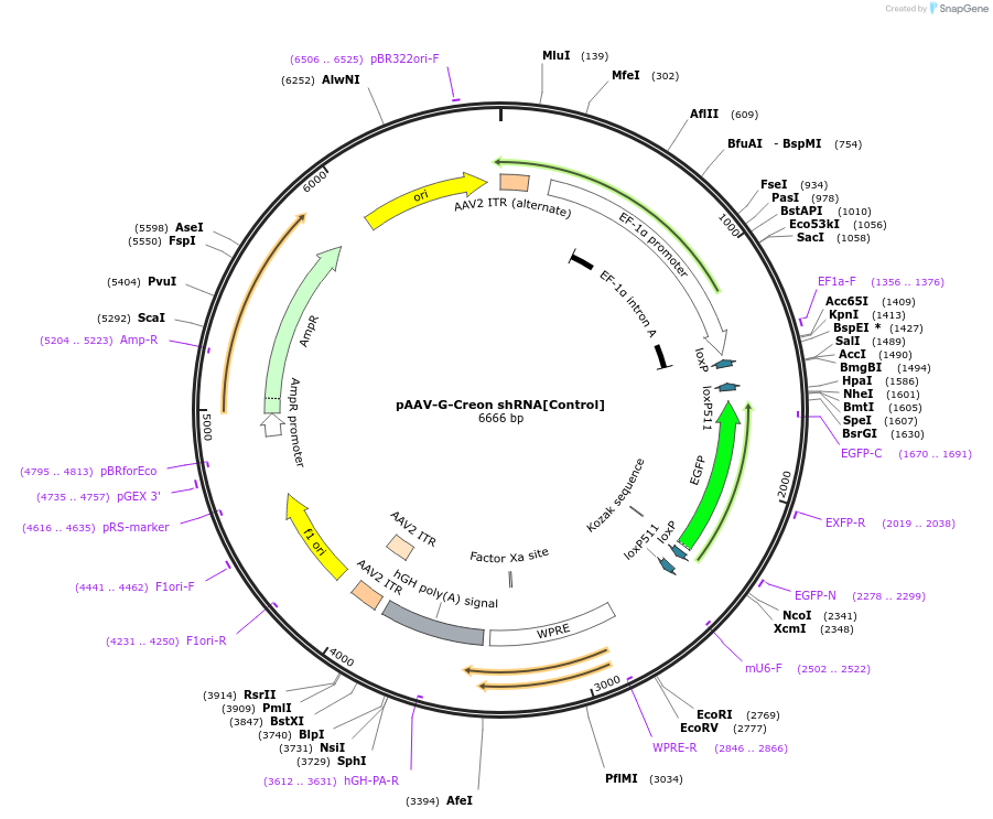 181824-plasmid-map-sequence-id-362412