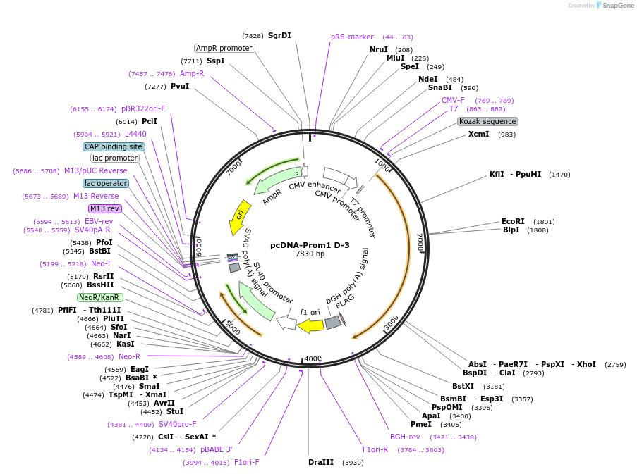 184015-plasmid-map-sequence-id-362420