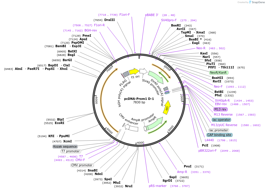 184013-plasmid-map-sequence-id-362422