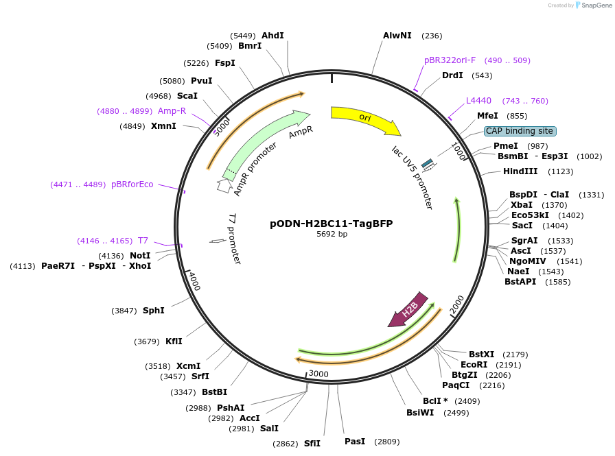 183867-plasmid-map-sequence-id-362447
