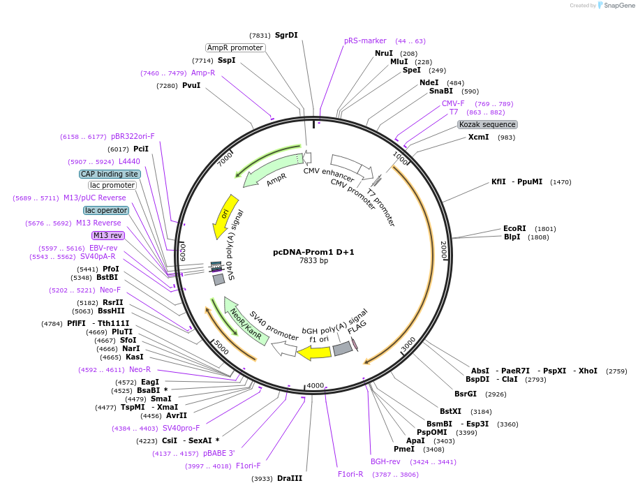 184020-plasmid-map-sequence-id-362466