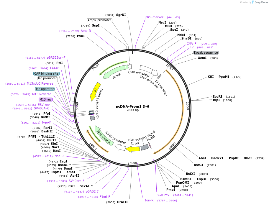 184018-plasmid-map-sequence-id-362469