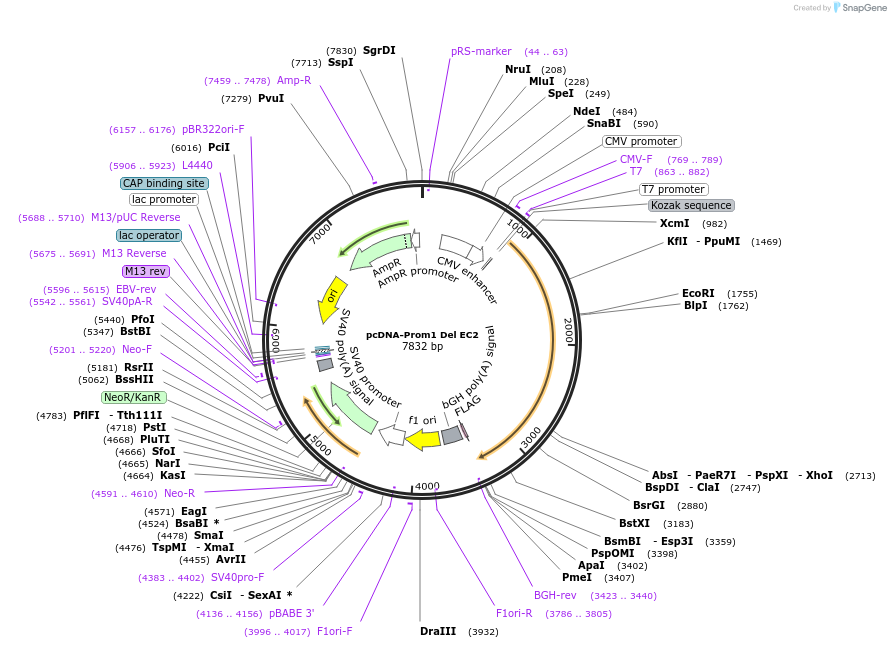 184025-plasmid-map-sequence-id-362470