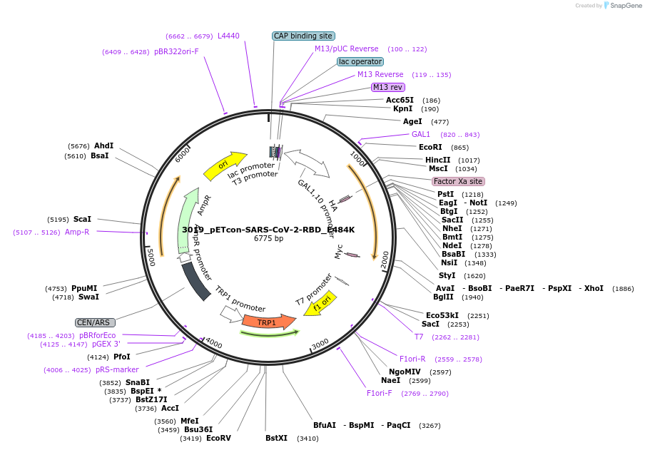 184404-plasmid-map-sequence-id-362477