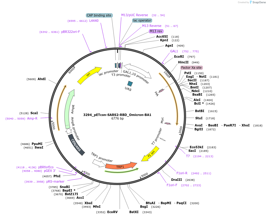 184408-plasmid-map-sequence-id-362479