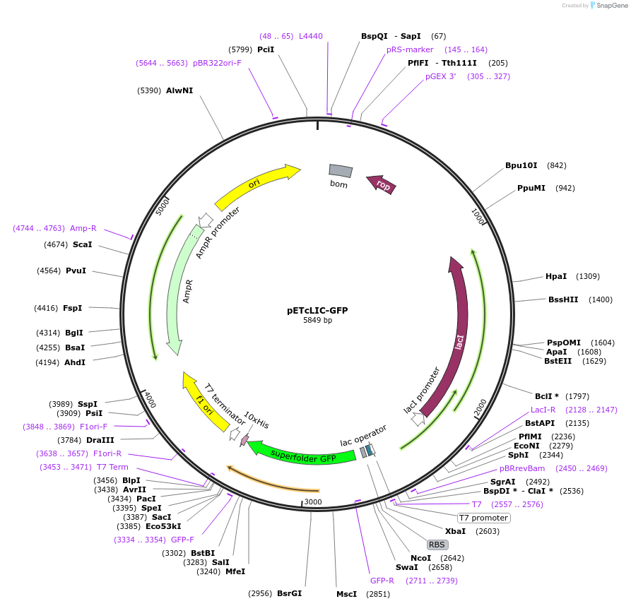 183514-plasmid-map-sequence-id-362488