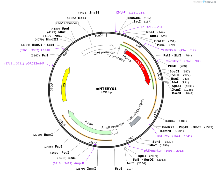 184111-plasmid-map-sequence-id-362490