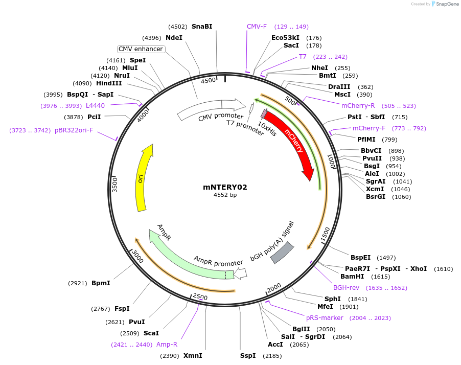 184112-plasmid-map-sequence-id-362492