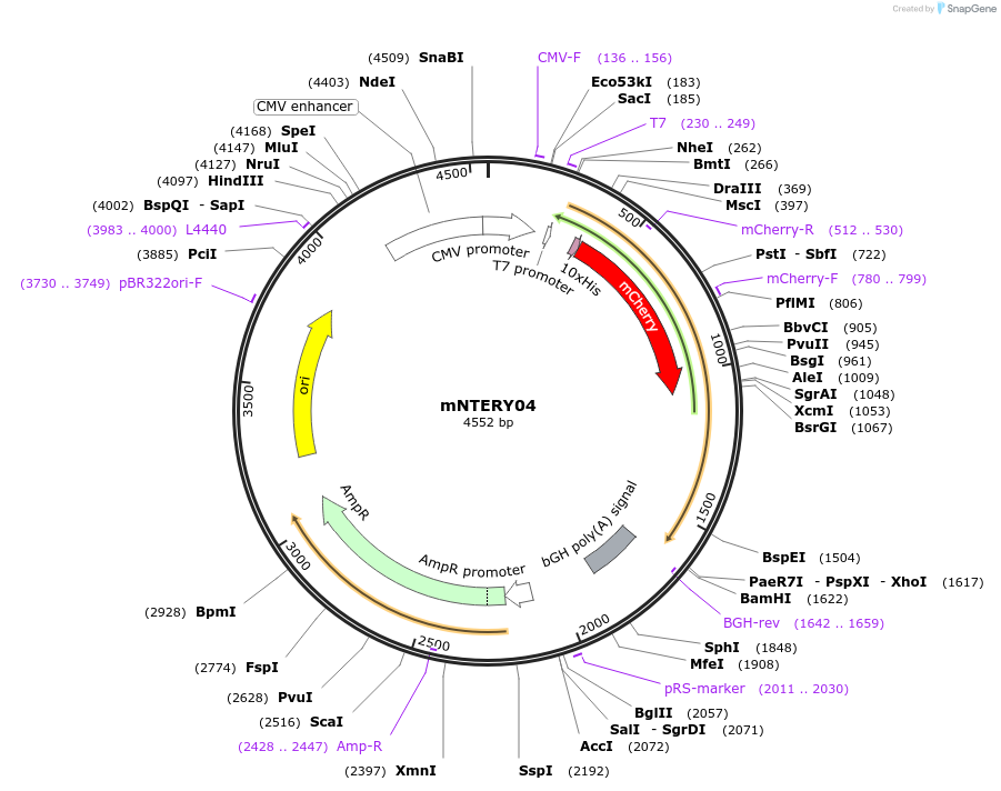 184114-plasmid-map-sequence-id-362493