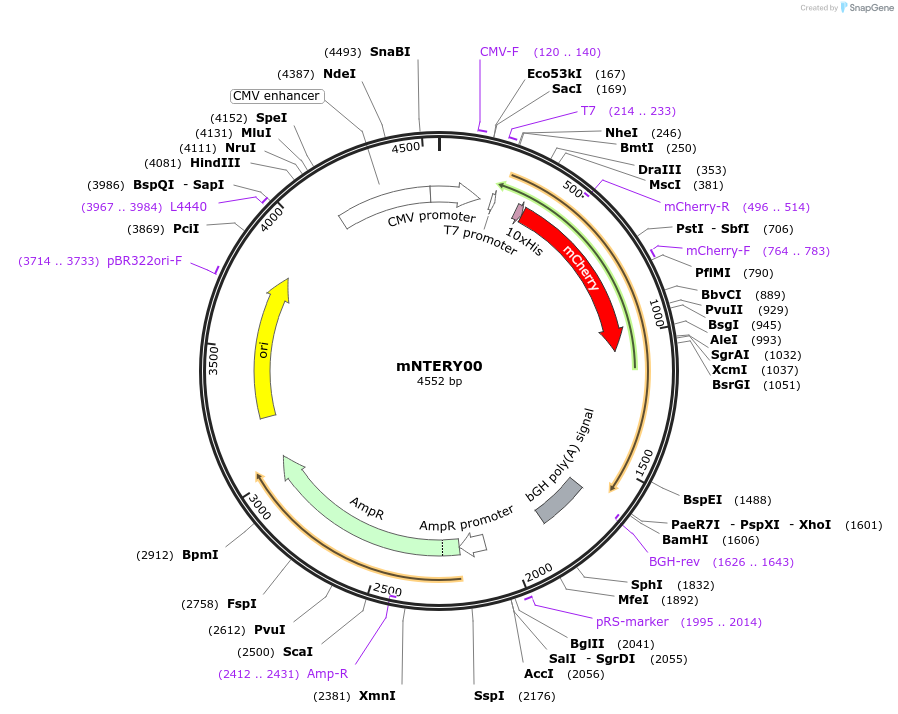 184110-plasmid-map-sequence-id-362494