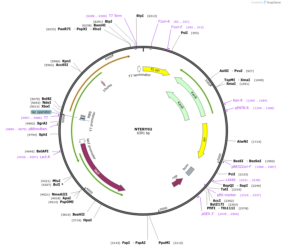 184120-plasmid-map-sequence-id-362496