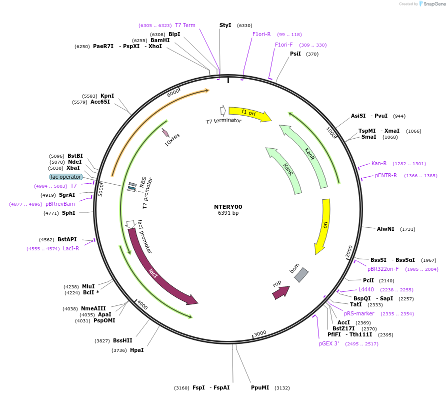 184109-plasmid-map-sequence-id-362499