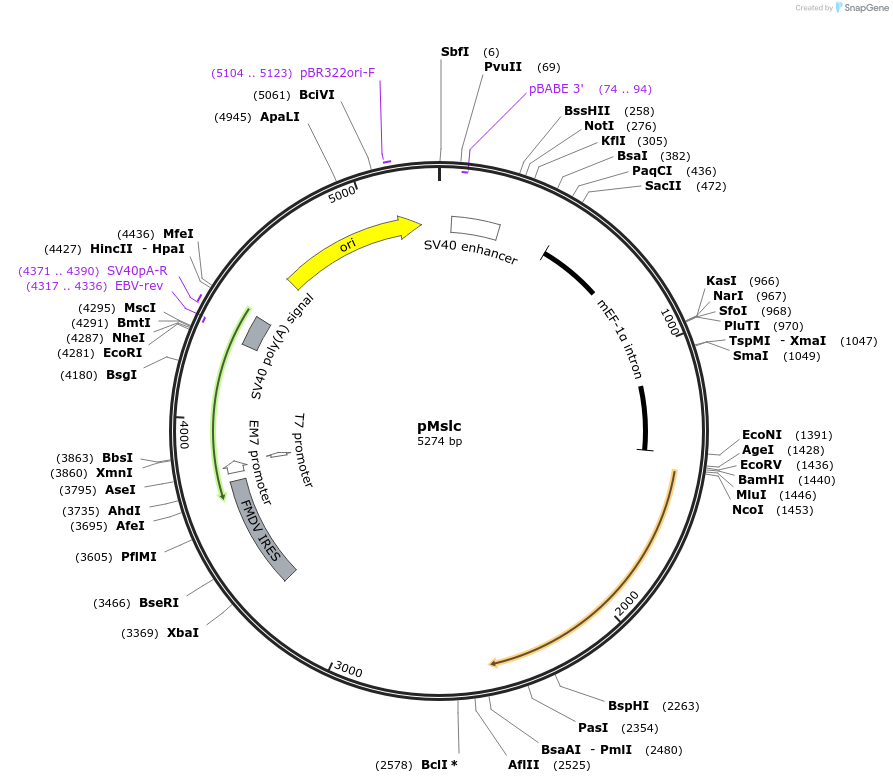 32095-plasmid-map-sequence-id-36250