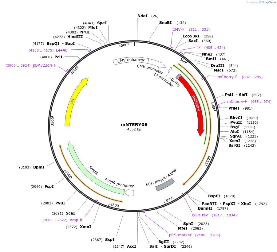 184116-plasmid-map-sequence-id-362503
