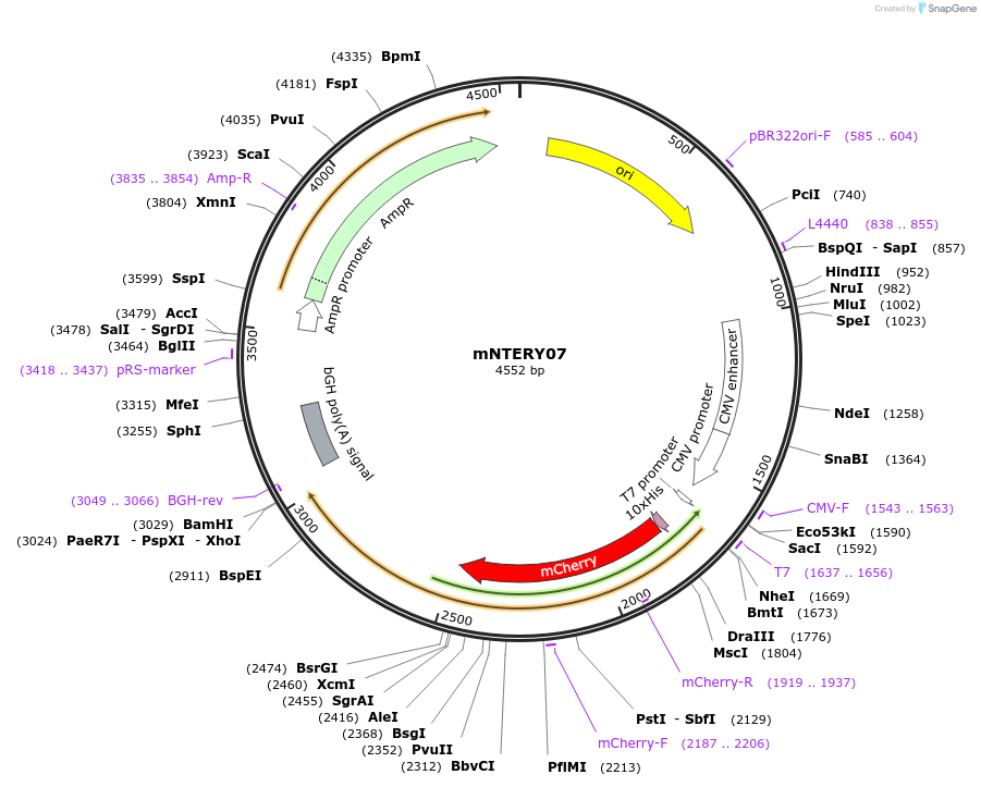 184117-plasmid-map-sequence-id-362504