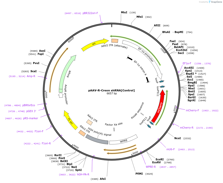 180775-plasmid-map-sequence-id-362507