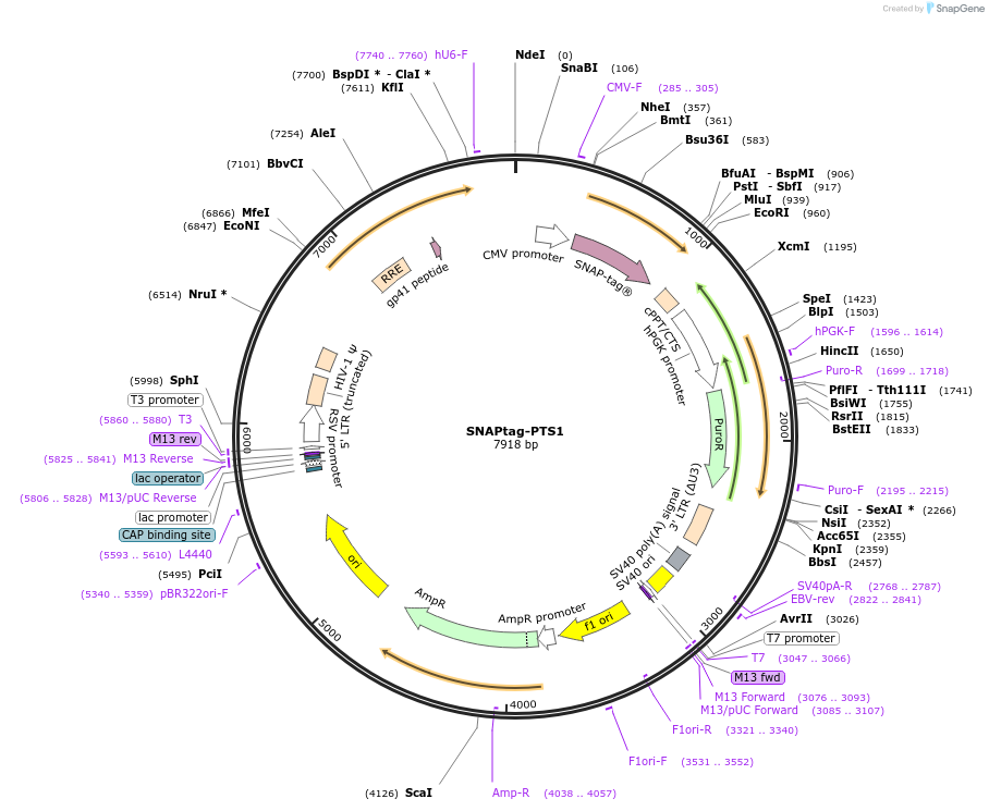 182883-plasmid-map-sequence-id-362509