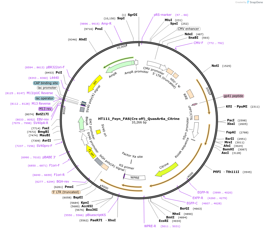 178824-plasmid-map-sequence-id-362512