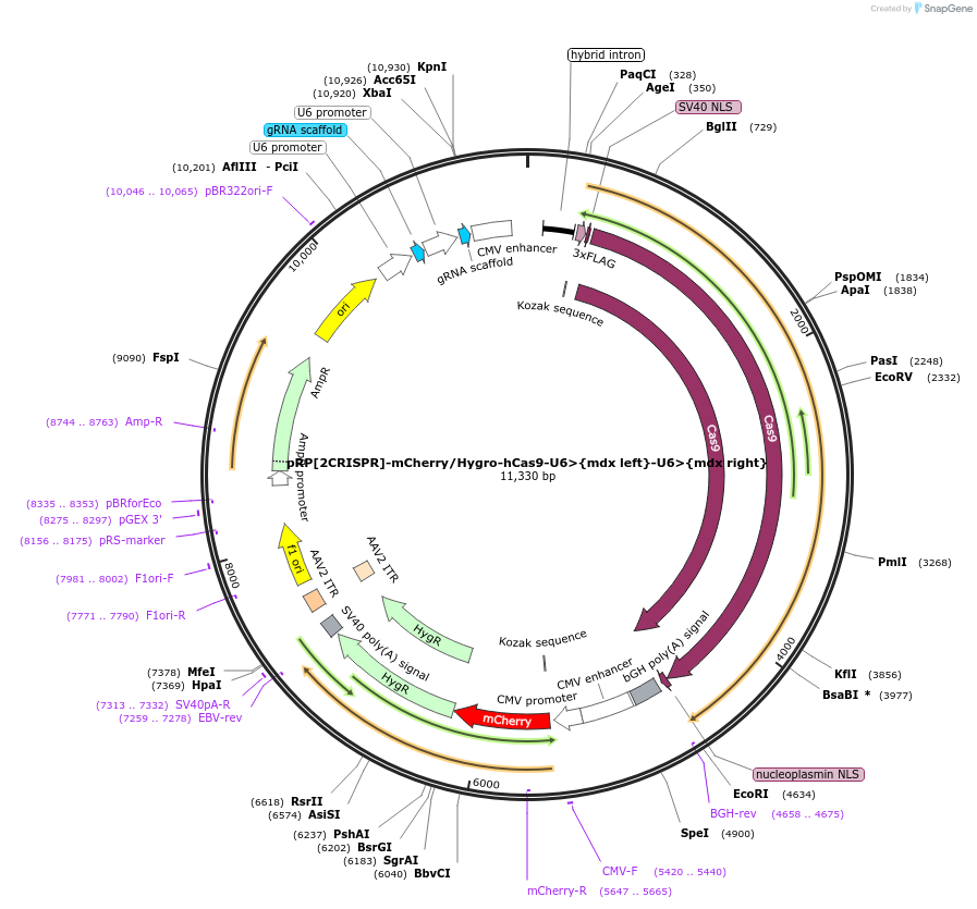 184381-plasmid-map-sequence-id-362514