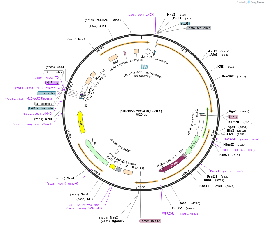 183503-plasmid-map-sequence-id-362517