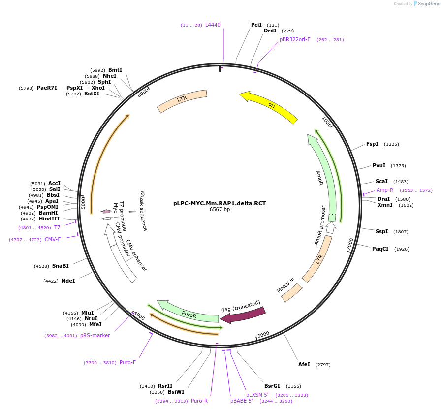 184661-plasmid-map-sequence-id-362535
