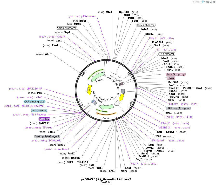 176918-plasmid-map-sequence-id-362539