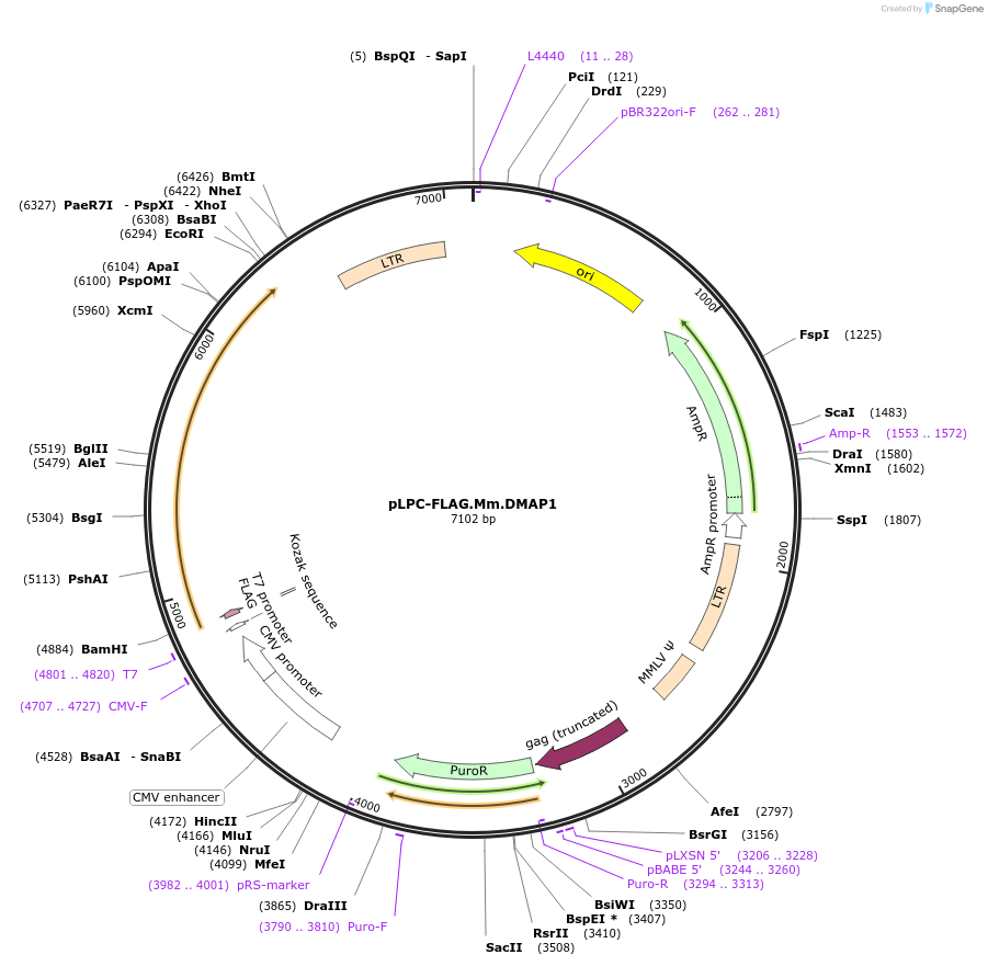 184650-plasmid-map-sequence-id-362542