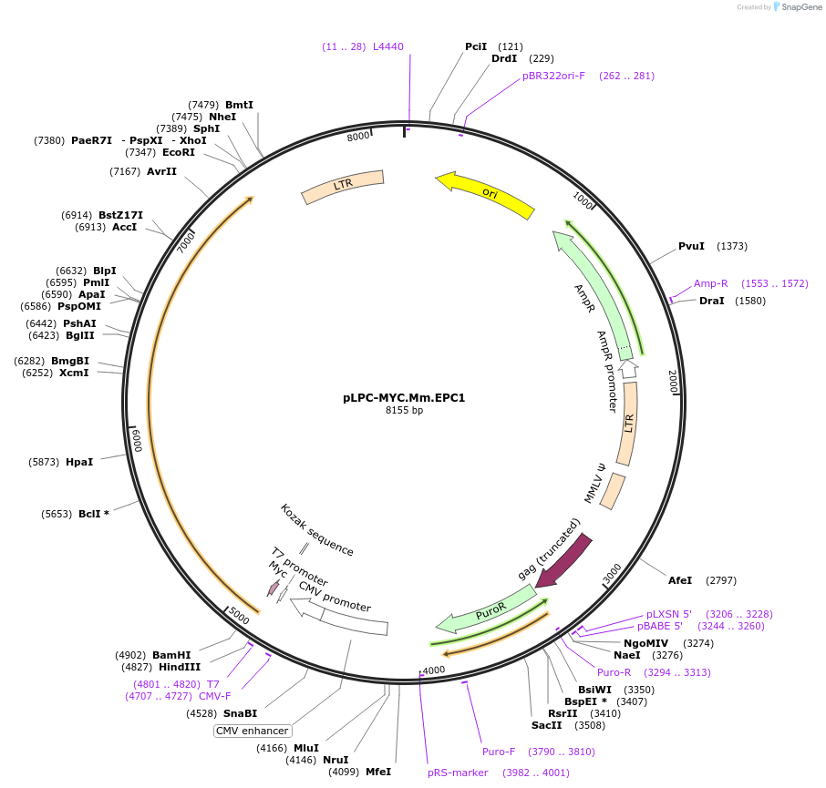 184653-plasmid-map-sequence-id-362545